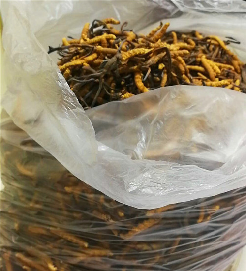 現(xiàn)場回收冬蟲夏草